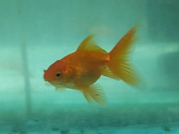 GOLDFISH S