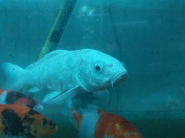 KOI PLATINUM L