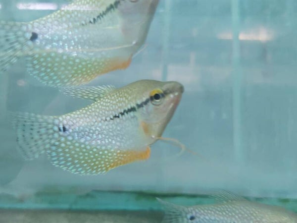GOURAMI PERLA