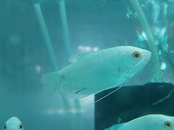 GOURAMI BLANCO
