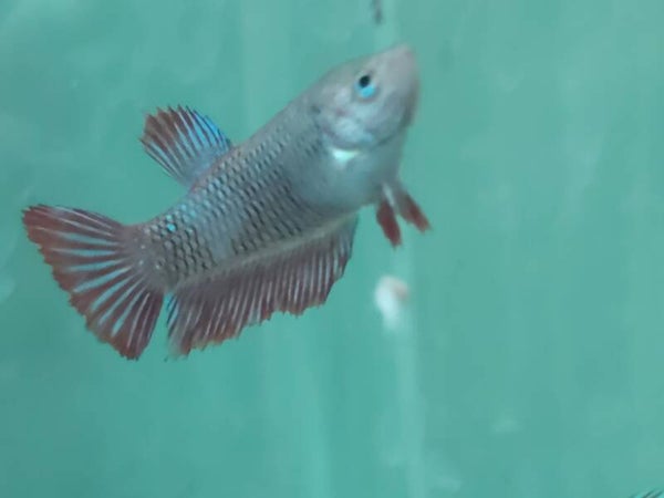 BETTA HEMBRA