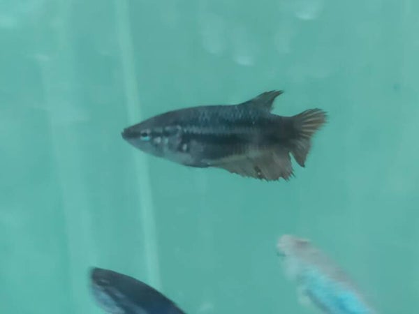BETTAS HEMBRAS M