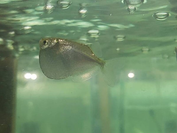 HACHA GASTEROPELECUS