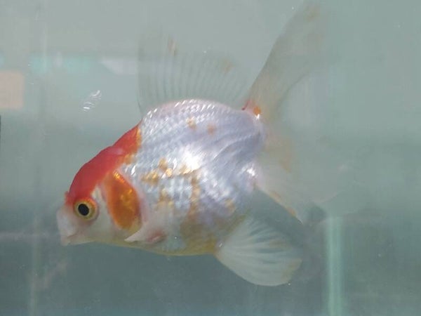 GOLDFISH RYUKIN