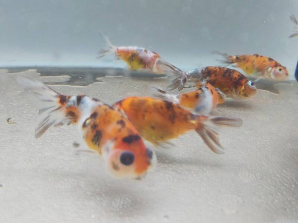 GOLDFISH BURBUJA CALICO