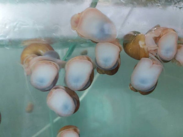 CARACOL MANZANA