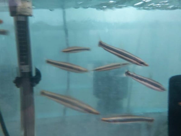 ANOSTOMUS ANOSTOMUS M