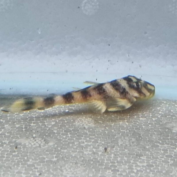 PLECO ATABAPO L-52