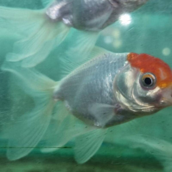 GOLDFISH ORANDA CAPERUZA L