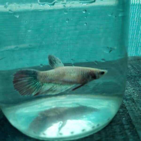 BETTA SPLENDENS