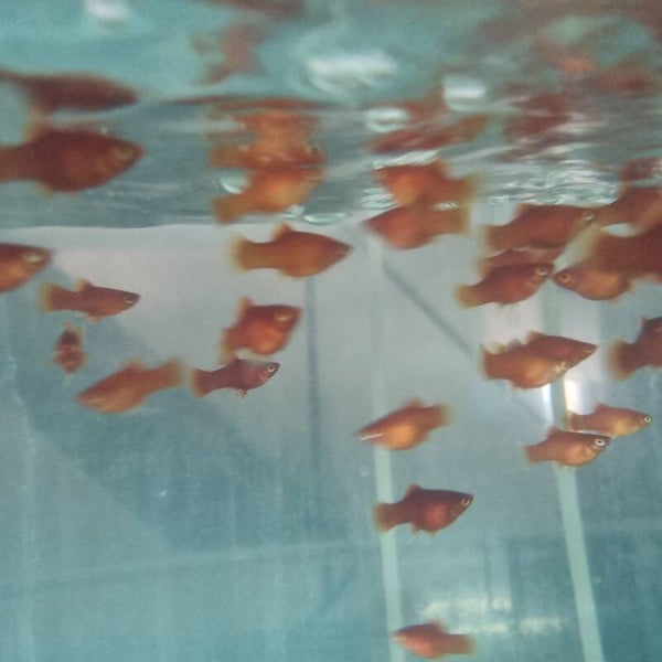 PLATY ROJO