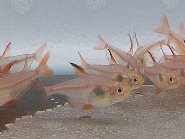 TETRA FANTASMA ROJO M