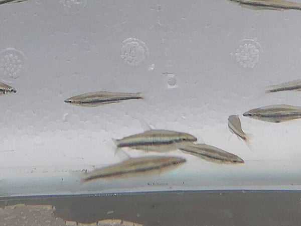 PEZ LAPIZ TRIFACIATUS