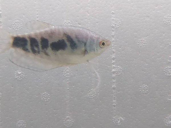 GOURAMI OPALINO