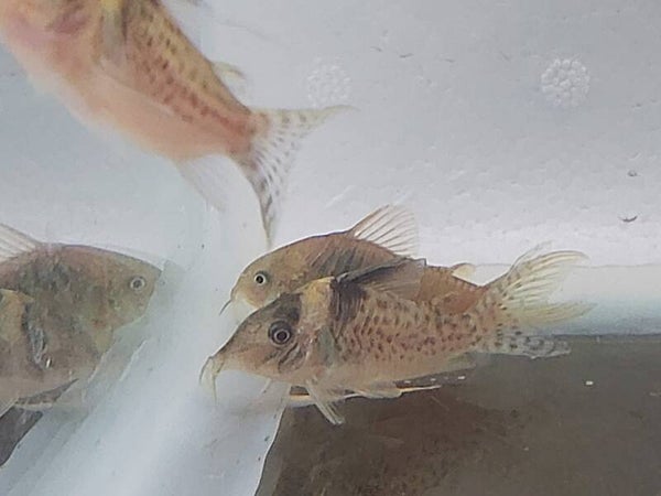 CORYDORA MELANISTUS