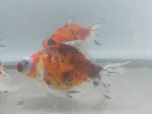 GOLDFISH TELESCOPIO CALICO