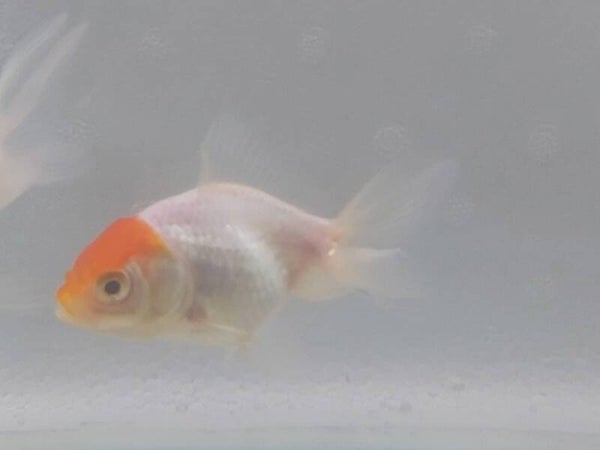 GOLDFISH ORANDA CAPERUZA