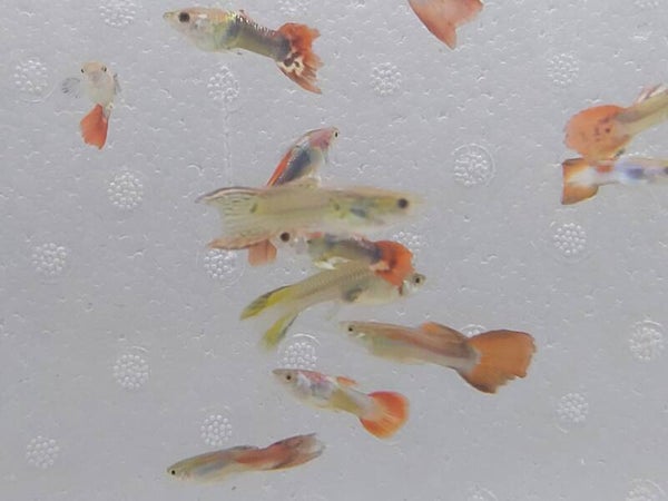 GUPPY MIX M