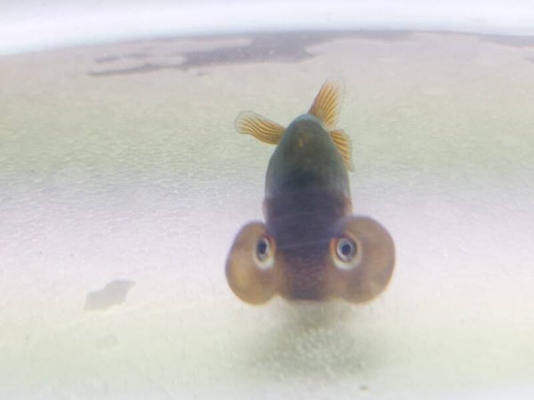 GOLDFISH BURBUJA NEGRO L