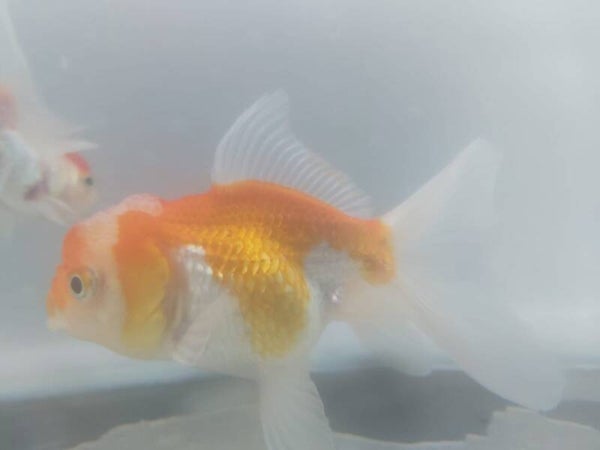 GOLDFISH ORANDA ROJO BLANCO