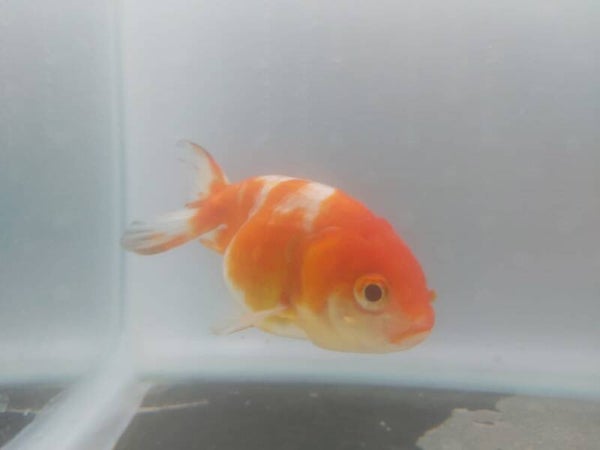 GOLDFISH RANCHU ROJO BLANCO