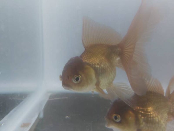 GOLDFISH ORANDA NEGRO L