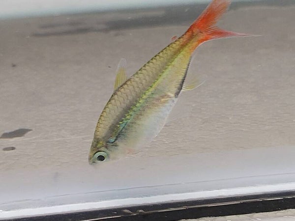 TETRA ROJO COLOMBIANO