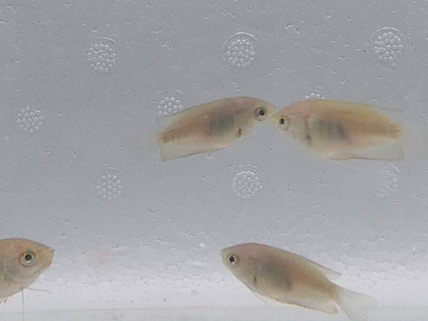 GOURAMI ENANOS M