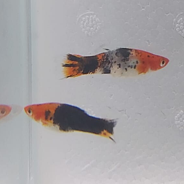 ESPADA KOI 3 COLORES