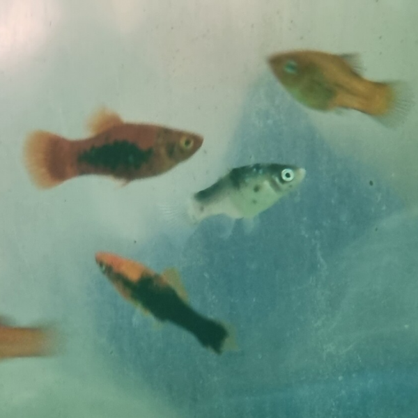 PLATY MIX