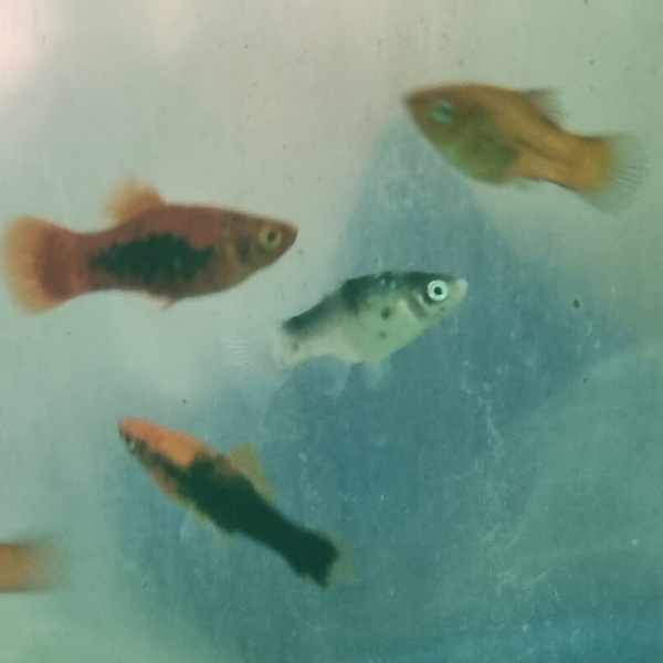 PLATYS MIX M
