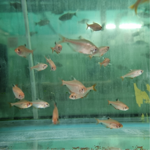 TETRA SERPAE