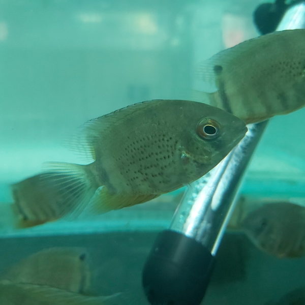 CICLIDO SEVERUM GREEN