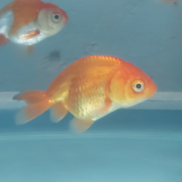 GOLDFISH RANCHU ROJO