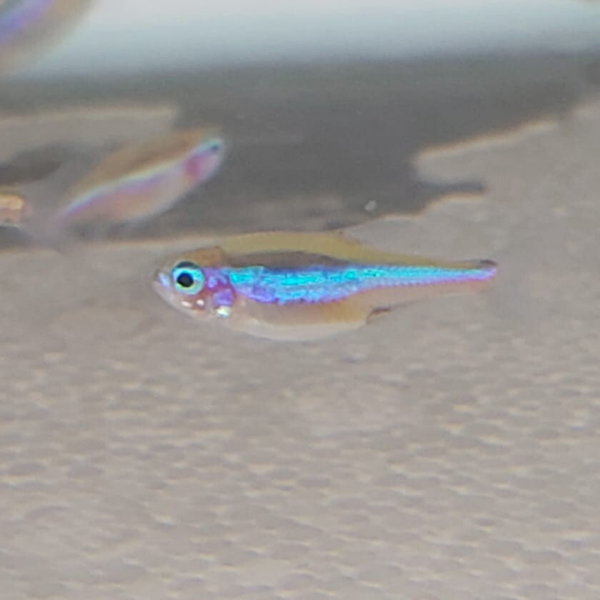 TETRA NEON VERDE