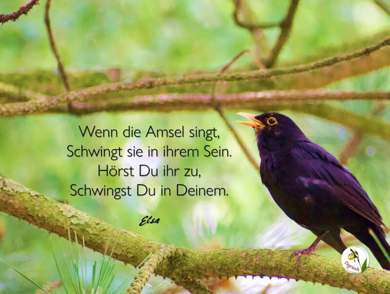 Eine singende Amsel in den Ästen eines Baumes, dazu ein poesietherapeutischer Aphorismus von Degriesch