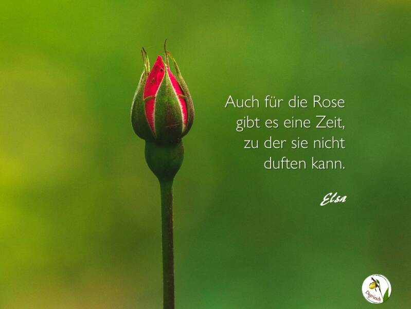 Eine einzelne Rosenknospe vor grünem Hintergrund, die die roten Blütenblätter fest verschlossen hält.