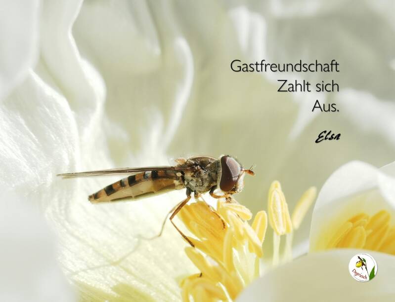 Nahaufnahme einer Schwebfiege, die sich auf den Staubbeuteln einer offenen Blüte niedergelassen hat. Dazu ein poesietherapeutischer Aphorismus von Degriesch.