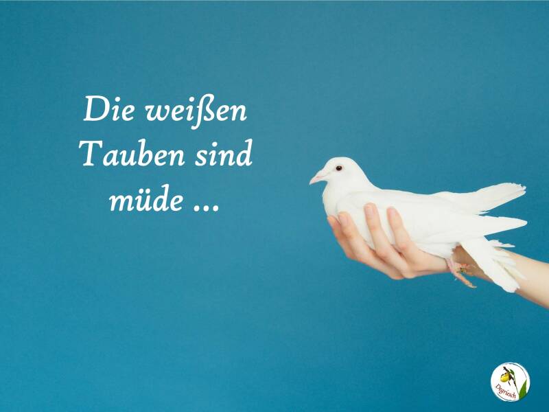 Eine weiße Taube in der offenen Hand einer Frau. Dazu der Titel: Die weißen Tauben sind müde, von Degriesch.