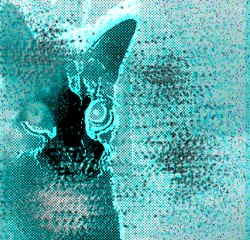 1000029054-standard.png
