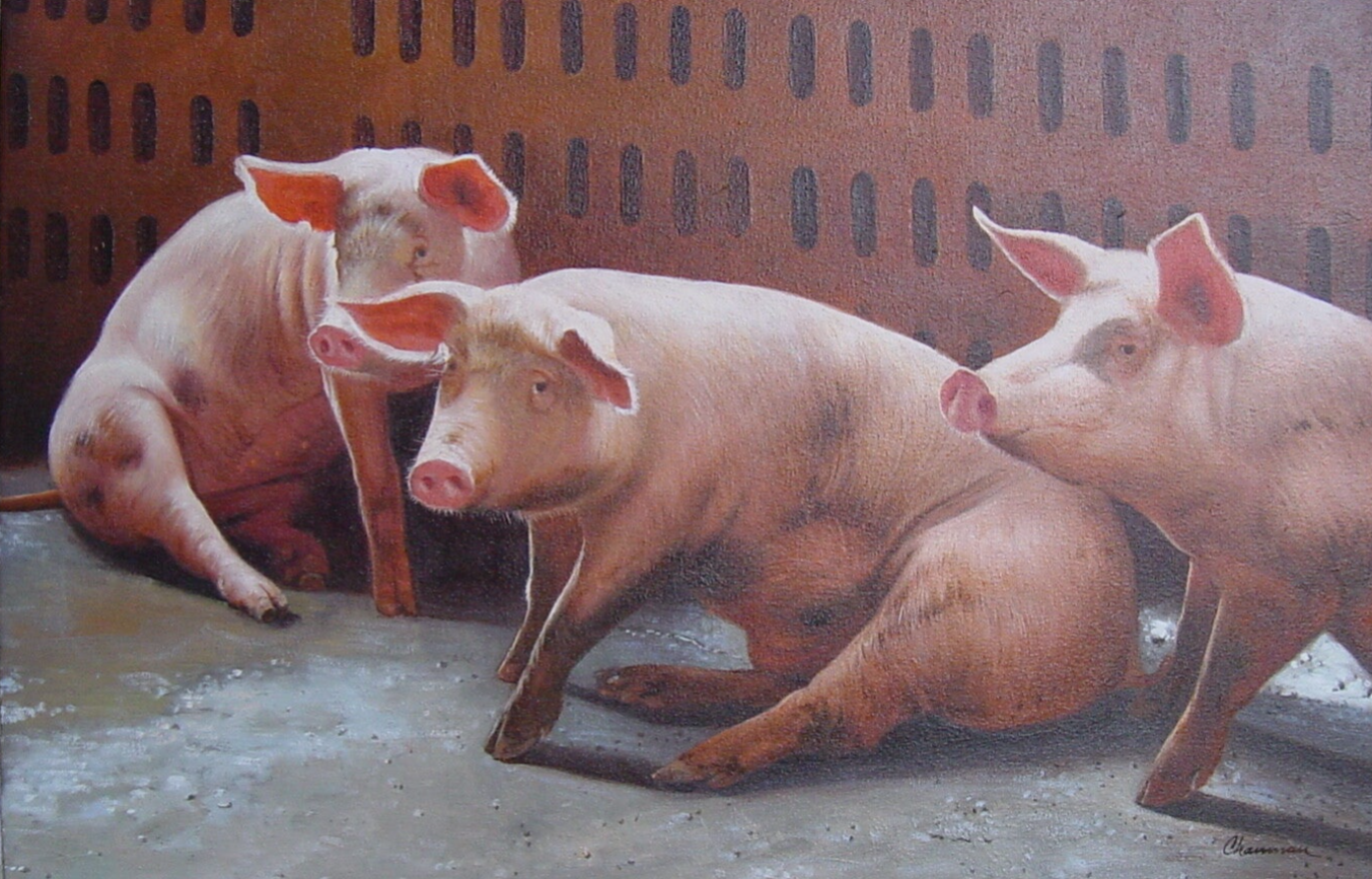 3 varkens | Chamnan