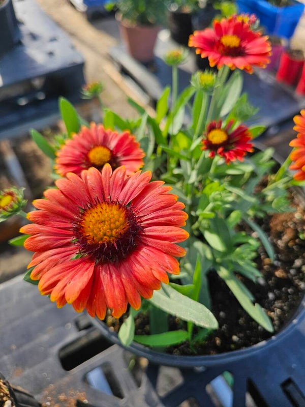 Indian Blanket