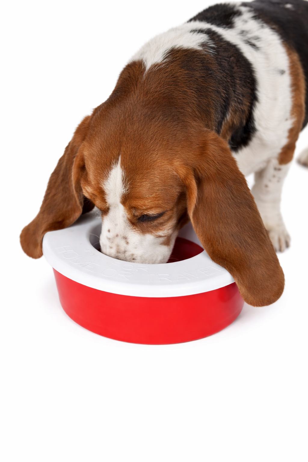 Buster incredibowl waterbak voor honden met lange oren