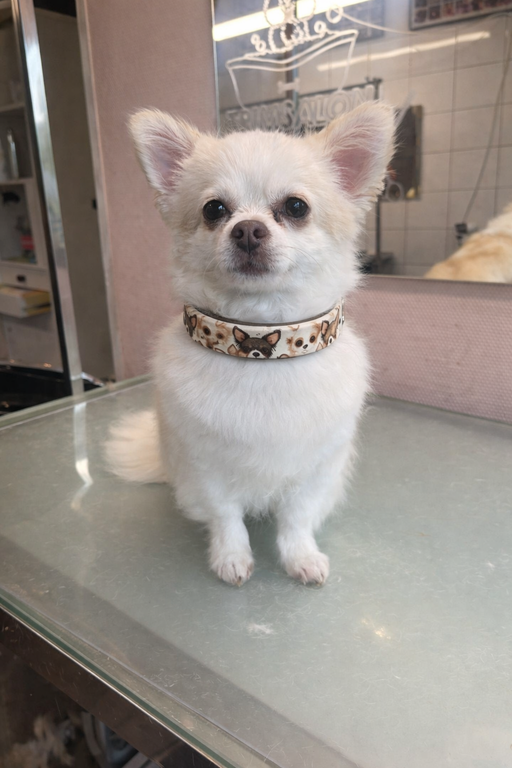Halsband met chihuahua print
