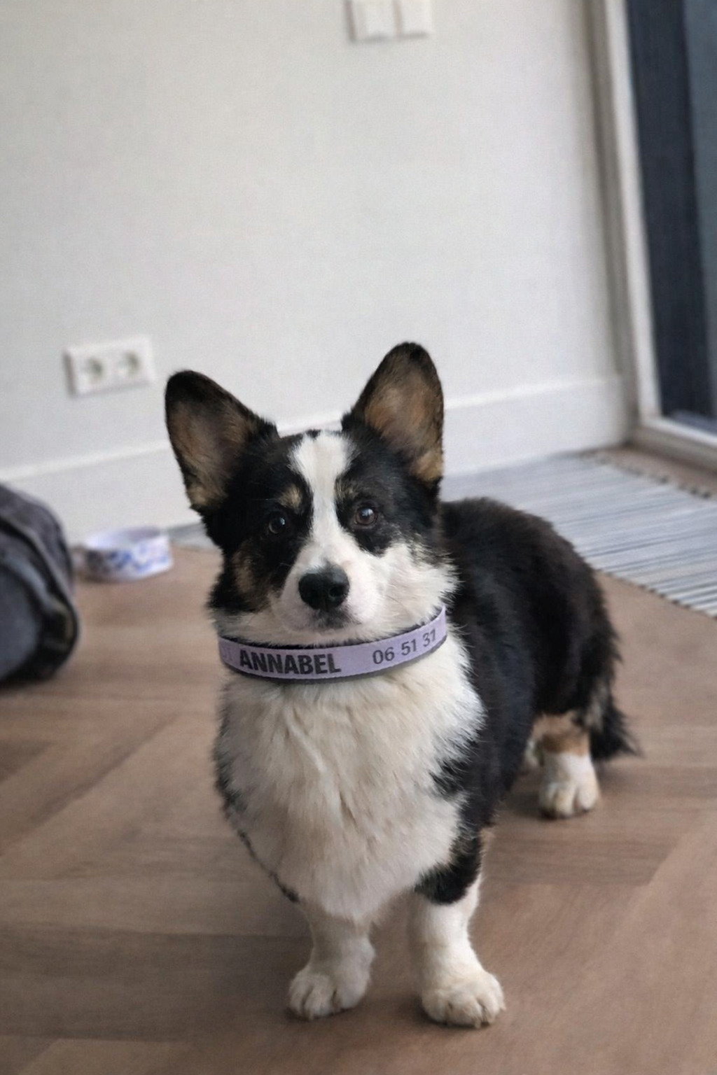 Halsband met naam van uw hond en/of uw telefoonnummer