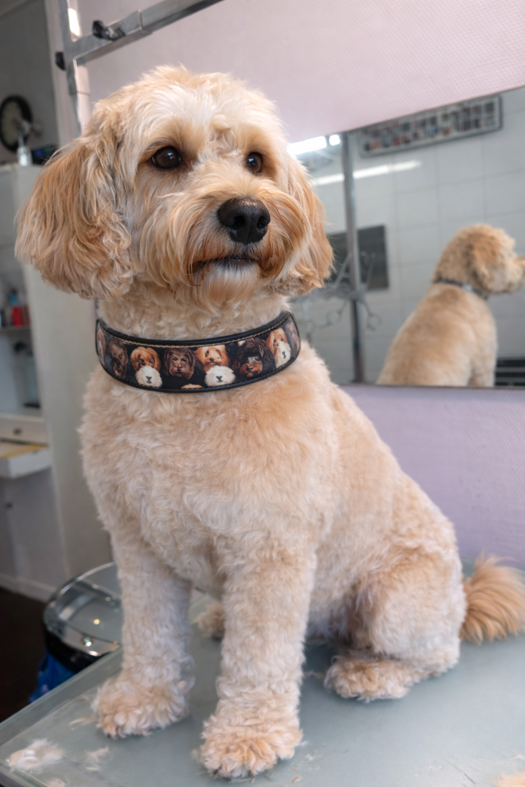 Biothane halsband met afbeelding van labradoodles en poedels