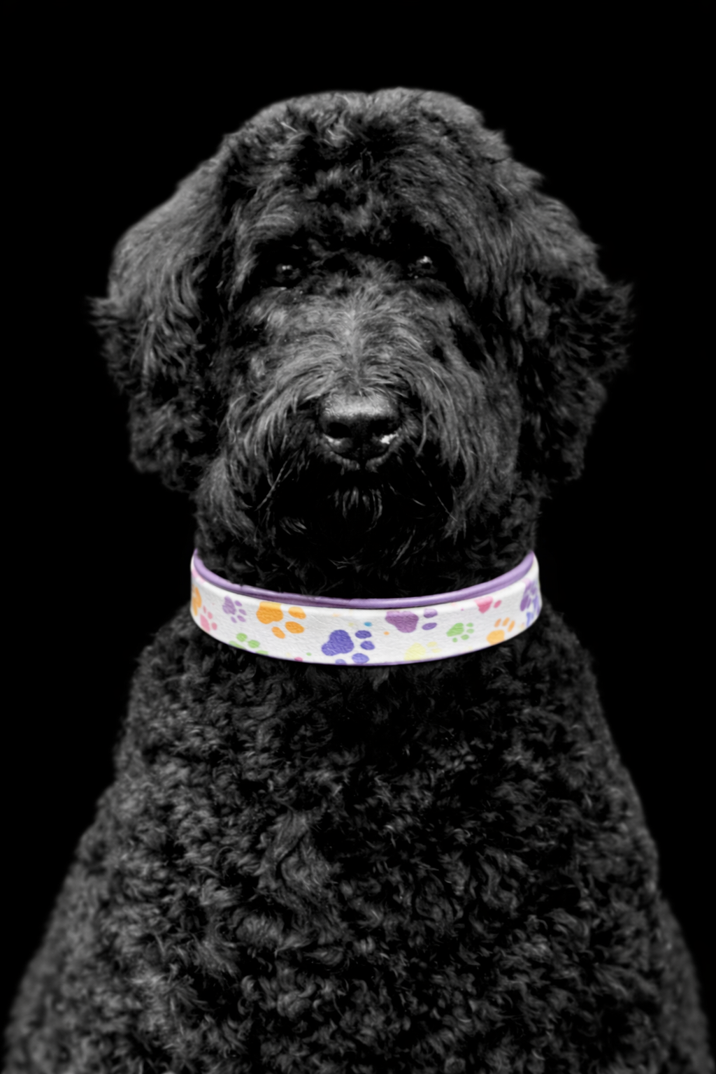 Halsband met hondenpootjes