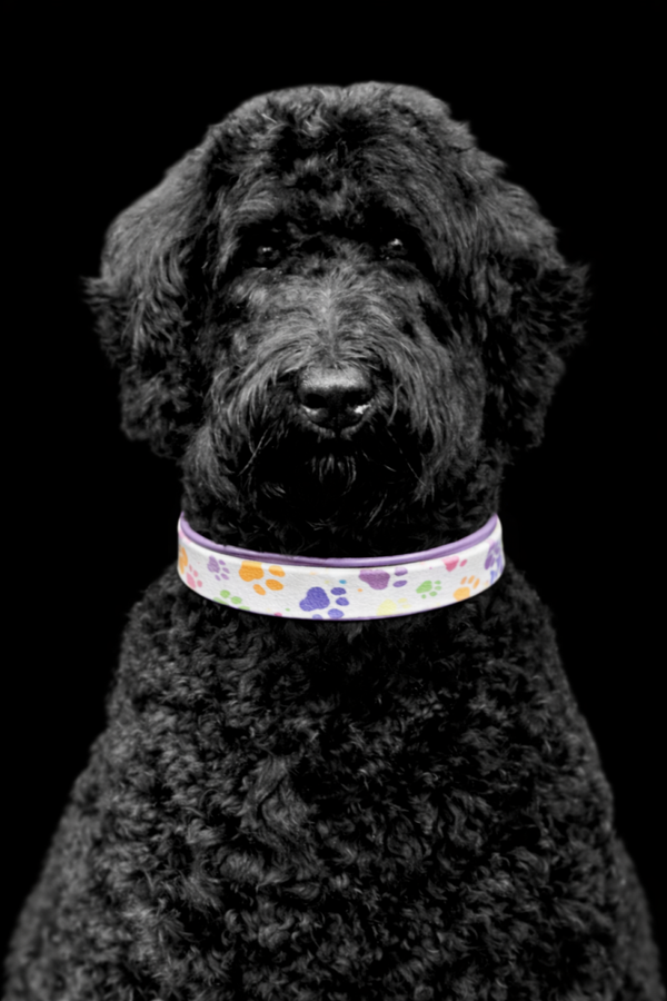 Halsband met hondenpootjes