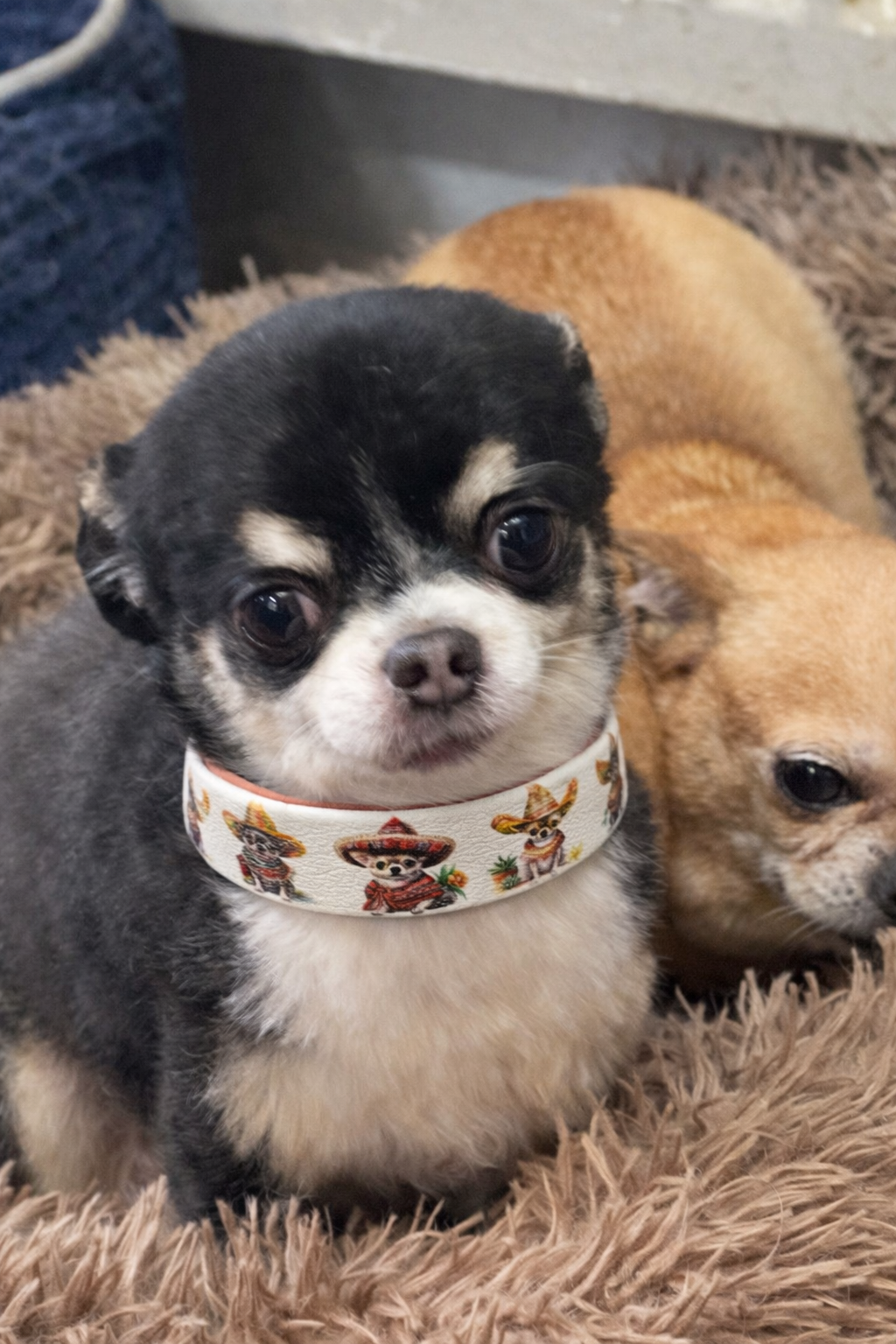 Halsband met chihuahua print