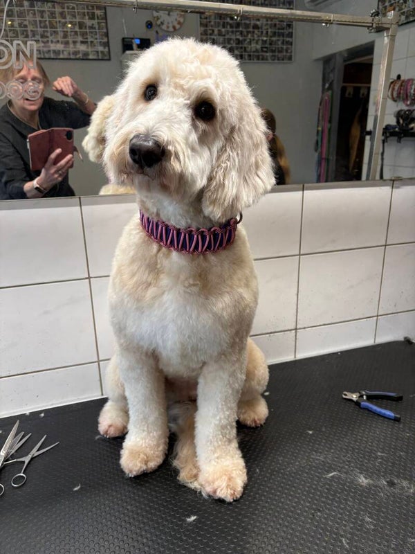 Biothane halsband breed roze